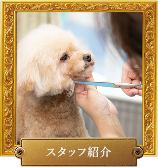 スタッフ紹介